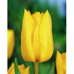 Hoa tulip - Hoa tulip - 5 củ - Tulipa Yokohama