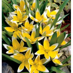 Set 6 - Tulip Tarda - tumbuh rendah, botani - 50 pcs - 