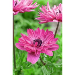 Anemone Admiral - 8 bulbs