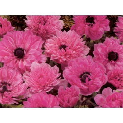 Anemone Admiral - 8 bulbs