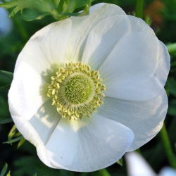 Anemone The Bride - 8 bulbs