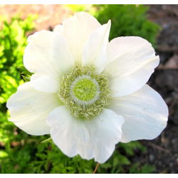 Anemone - Bride - 40 ks - 