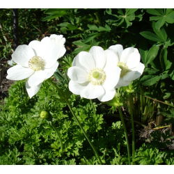 Anemone The Bride - 8 bulbs
