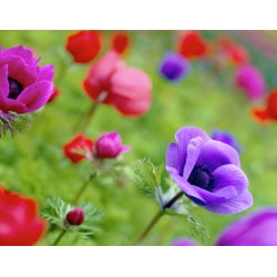 Sippsläktet - mix - paket med 8 stycken - Anemone