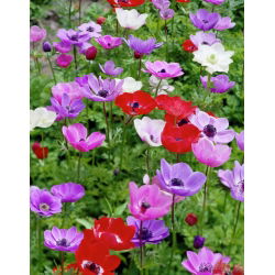 Sippsläktet - mix - paket med 8 stycken - Anemone