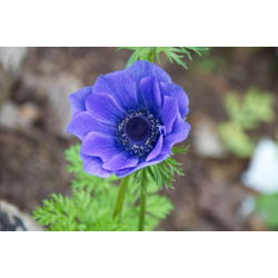 Sippsläktet - Mr Fokker - paket med 8 stycken - Anemone