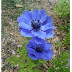 Sippsläktet - Mr Fokker - paket med 8 stycken - Anemone