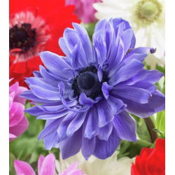Sippsläktet - Lord Lieutenant - paket med 8 stycken - Anemone