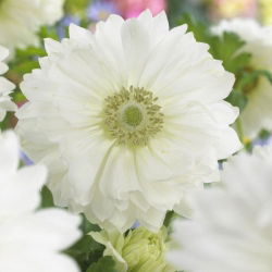 Anemone Mount Everest - 8 bulbs