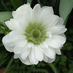 Anemone Mount Everest - 8 bulbs