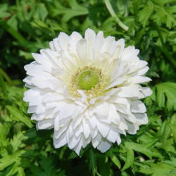 Anemone Mount Everest - 8 bulbs