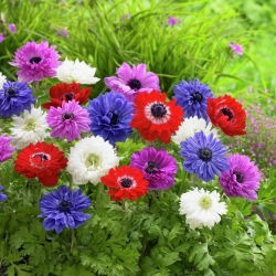 Sippsläktet - St Brigid mix - paket med 8 stycken - Anemone