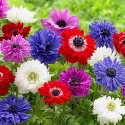 Sippsläktet - St Brigid mix - paket med 8 stycken - Anemone