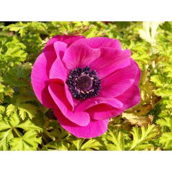 Sippsläktet - Sylphide - paket med 8 stycken - Anemone