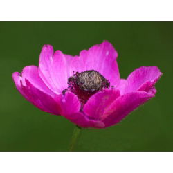 Anemone - Sylphide - 40 st - 