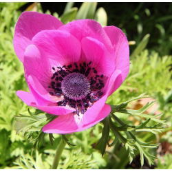 Anemone - Sylphide - 40 st - 