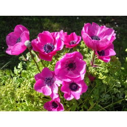 Sippsläktet - Sylphide - paket med 8 stycken - Anemone