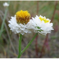 Ammobium alatum - Wiekuistka
