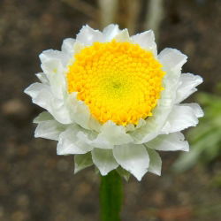 Ammobium alatum - Wiekuistka