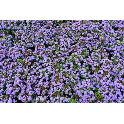 Flossflower, bluemink, blueweed, pussy foot, meksička četka - plava sorta - 3750 sjemenki - Ageratum houstonianum - sjemenke