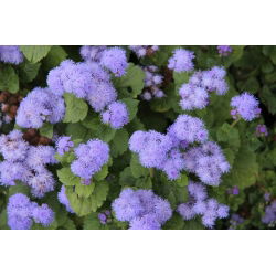 Flossflower, bluemink, blueweed, pussy foot, meksička četka - plava sorta - 3750 sjemenki - Ageratum houstonianum - sjemenke
