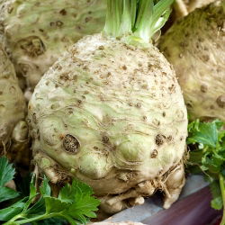 Celeriac, Sayuran akar "Maxim" - pelbagai lewat - 2600 biji - Apium graveolens - benih