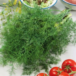 Garden dill "Emerald" - 100 g - 65000 seeds