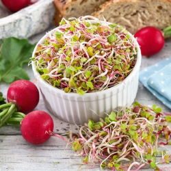 Groddfrön - Rädisa - 100 g - Snabb skörd, kryddig smak full av vitaminer - Färska frön