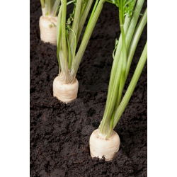 Peterseli "Halblange - Berliner" - varietas terlambat - 100 g - 85000 biji - Petroselinum crispum 