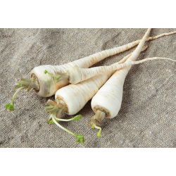 Peterseli "Halblange - Berliner" - varietas terlambat - 100 g - 85000 biji - Petroselinum crispum 