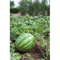Pepene verde - Sugar Baby - Ușor de cultivat, suculent, cu carne dulce - Semințe proaspete