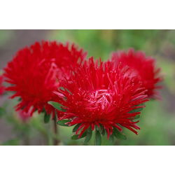 Strahlenaster - Rot - Callistephus chinensis - Anmutiges Rot, perfekt für Sträuße - Samen