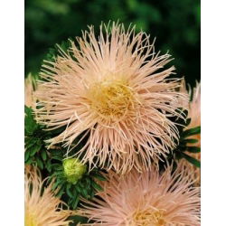 Callistephus chinensis - 500 zaden - roze