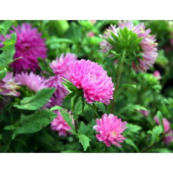 Callistephus chinensis - 500 zaden - roze