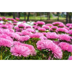 Callistephus chinensis - 500 zaden - roze