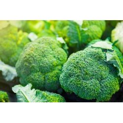Spargelkapsas - Calabrese Natalino - 300 seemned - Brassica oleracea L. var. italica Plenck