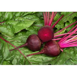 Pancar "Betina" - 500 tohumlar - Beta vulgaris