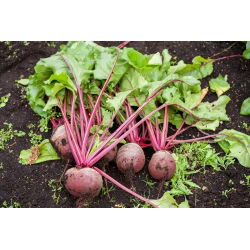 Pancar "Betina" - 500 tohumlar - Beta vulgaris