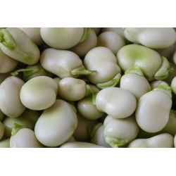 Пасуљ "Вхите Виндсор" - 500 г - Vicia faba L. - семе
