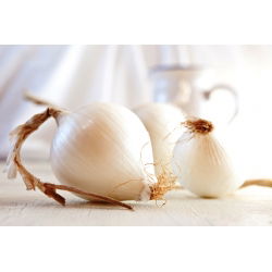 Cipolla - Avalon - Bianco succoso, perfetto per lunga conservazione - Semi Freschi
