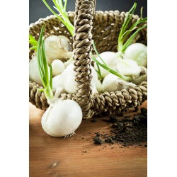 Cipolla - Avalon - Bianco succoso, perfetto per lunga conservazione - Semi Freschi