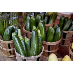 Zucchino - Nano verde di Milano - Carne tenera, versatile - Semi Freschi