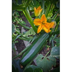 Zucchino - Nano verde di Milano - Carne tenera, versatile - Semi Freschi