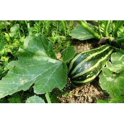 Cukinijos - Tapir - Švelnus ir saldus, krūmiškas augimas greitam derliui - Šviežios sėklos