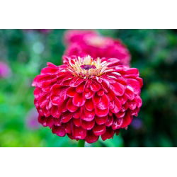 Frøkenhat - Scarlet Flame - Zinnia elegans - Ildrøde nuancer, langtidsholdbar skønhed - Friske frø