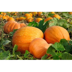 Гігантська кабачка "Бамбіно" - 100 г - 400 насінин - Cucurbita maxima  - насіння