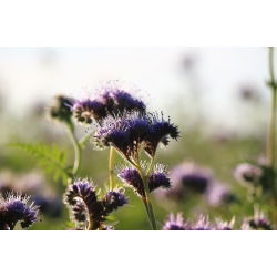 Facelia - Phacelia tanacetifolia - 500 g - Fissatore di azoto per arricchimento del suolo - Semi Freschi