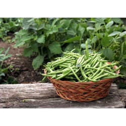 Brechbohne 'Saxa' - Grüne - 500 g 