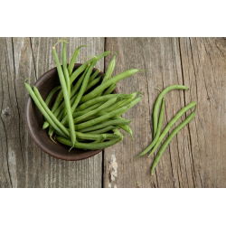 Brechbohne 'Saxa' - Grüne - 500 g 