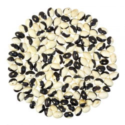 Bønne - Yin Yang - Phaseolus vulgaris L. - frø